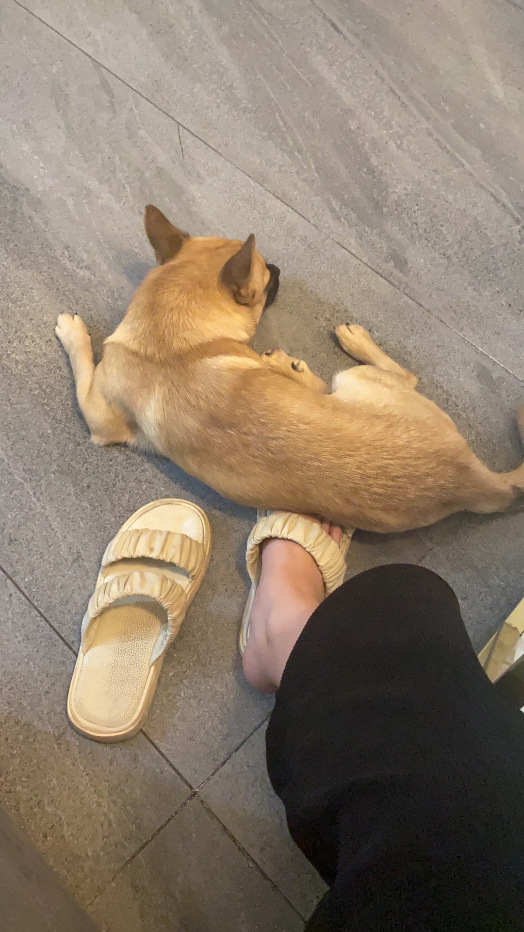 寻找爱犬，9月8日下午在广师附小丢失