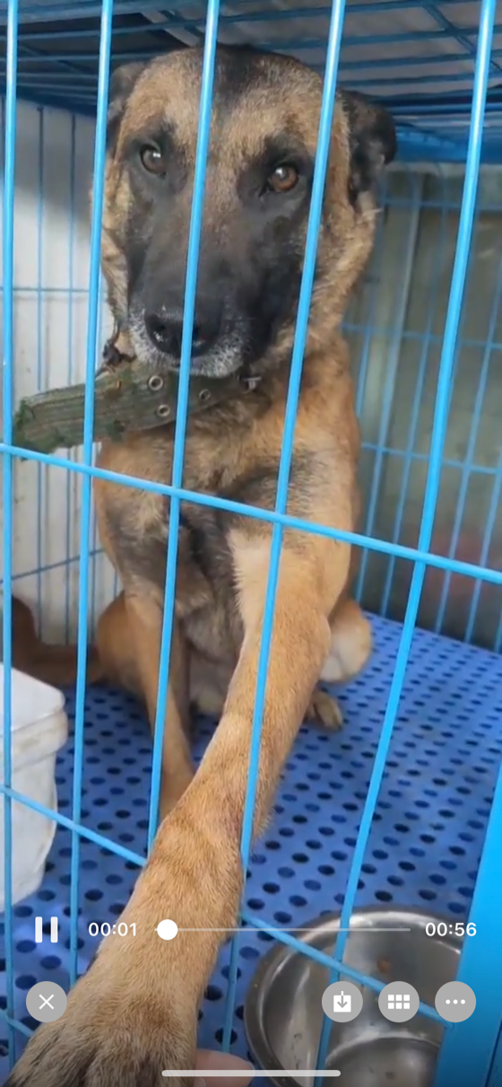 寻狗启示《大型马犬棕黑色》