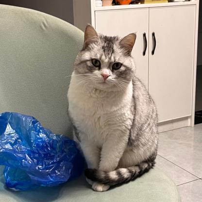 宝轮希望城寻猫