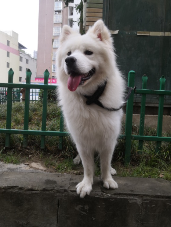 寻狗启示