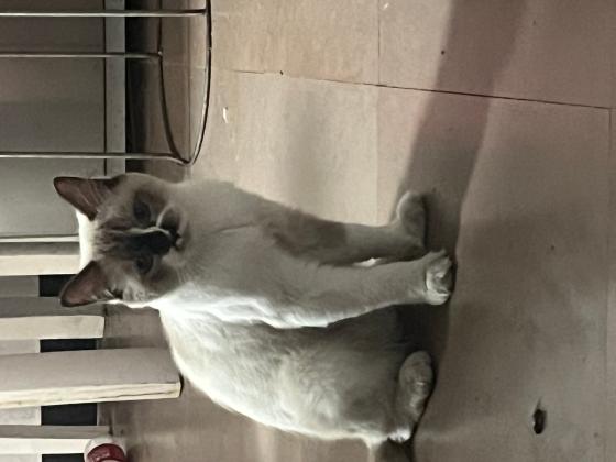 捡到一只重点色布偶