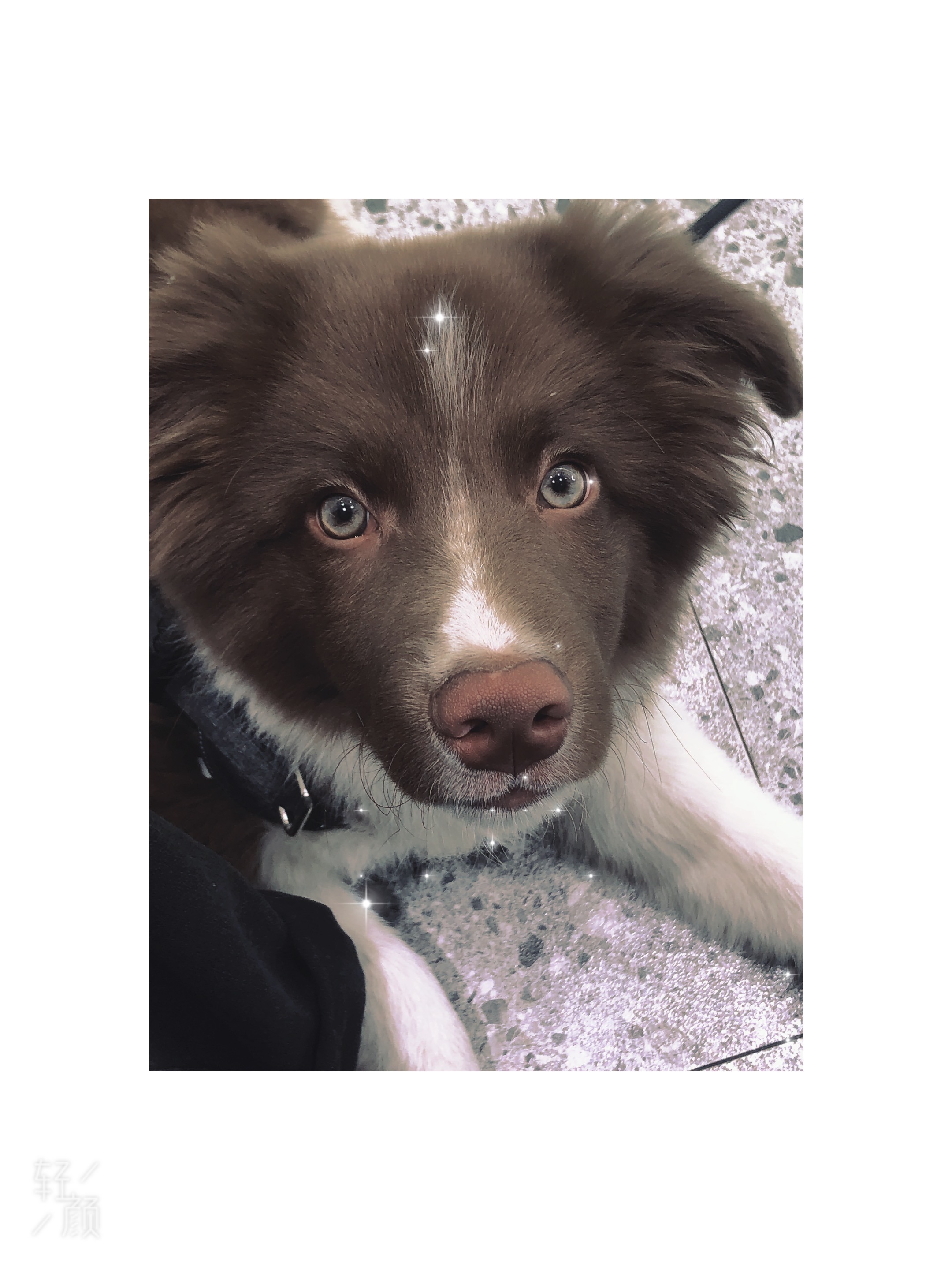 东坝兴安路红树林网吧附近走失一边牧犬