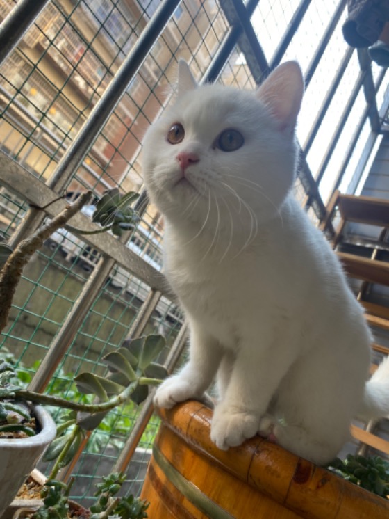 寻猫启示
