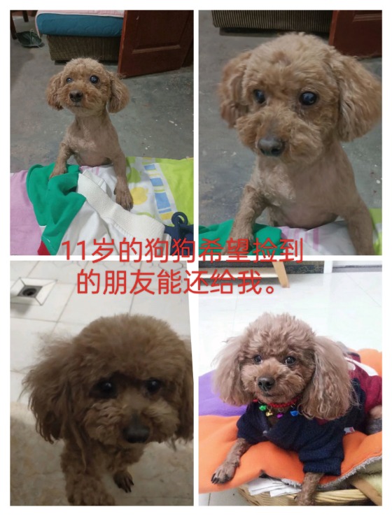 寻找11岁的狗狗，找到重谢。