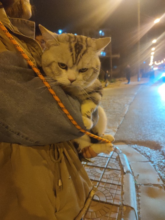 黑白小猫丢失！在东坝阳光小区附近！