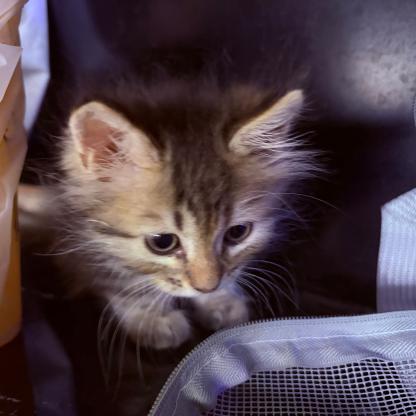 急!丢失一只狸花小猫咪