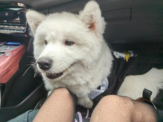 找狗