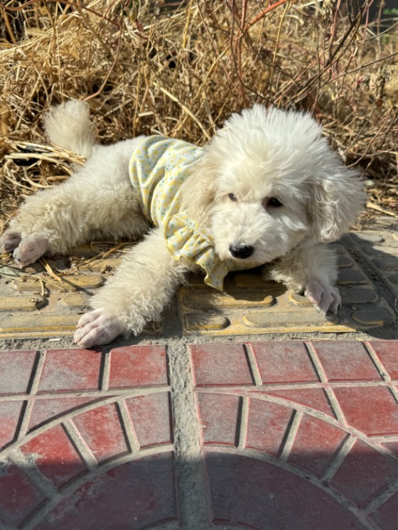 谁的狗狗丢啦