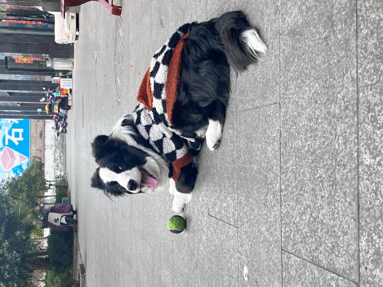 寻狗黑白边牧