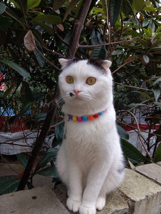 找猫
