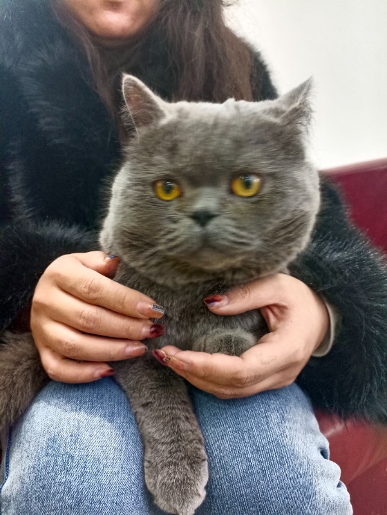 谁的蓝猫弟弟不见了！！！