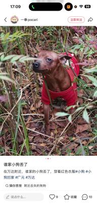 黑色小鹿犬弟弟寻找主人