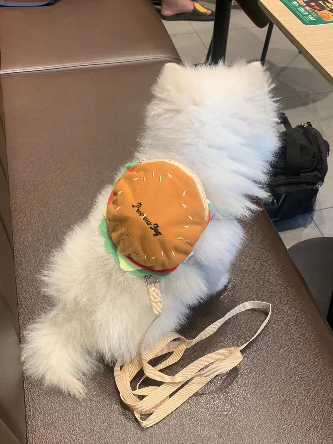 急！！旺苍台台街走丢一只博美！！