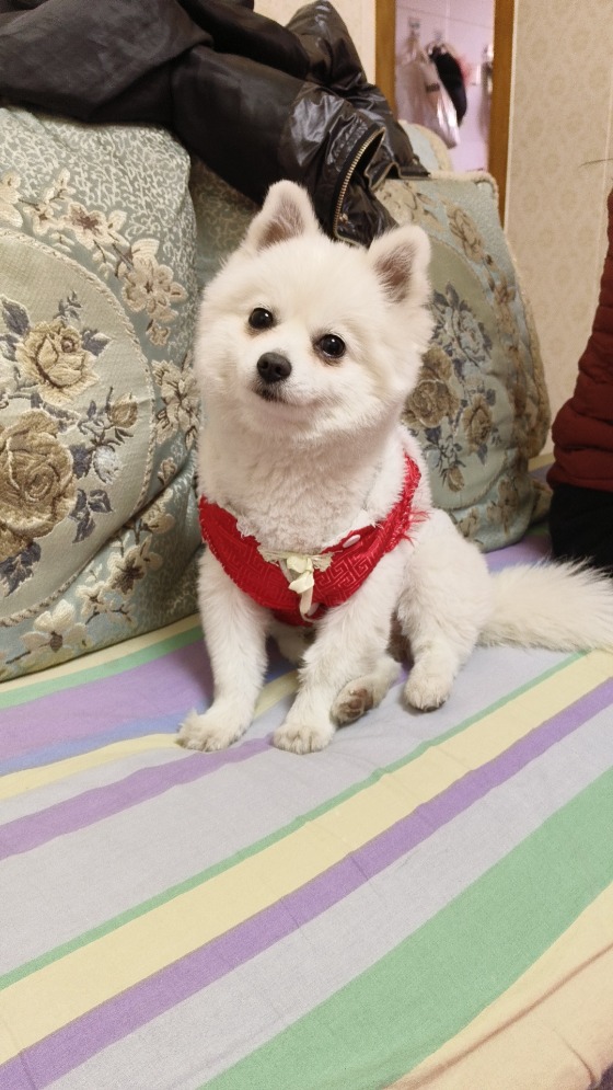 找狗狗
