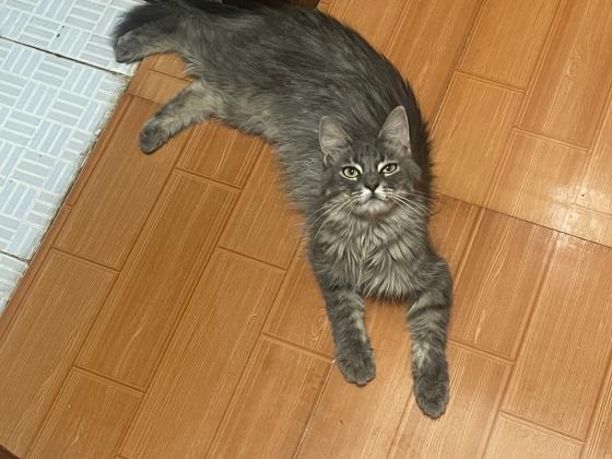 寻猫启示 ❗️❗️❗️