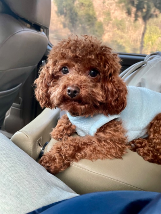 5.5号晚上水榭花都附近走失一只小泰迪