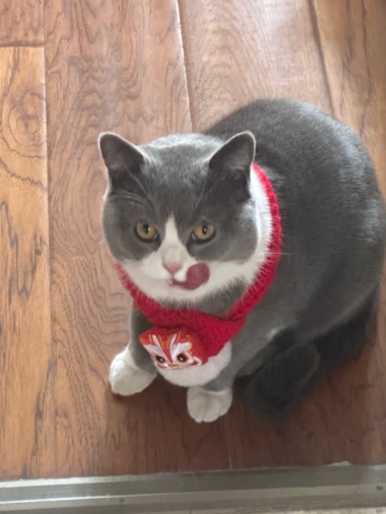 寻猫启事 广元利州区寻猫