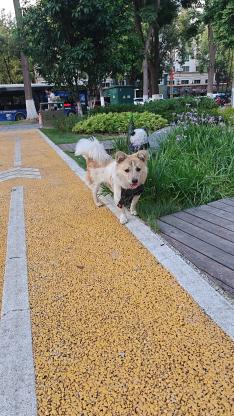 东坝天燃气公司附近发现一只没有主人的狗