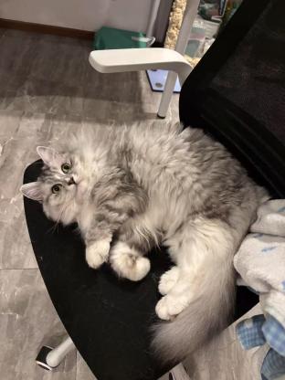 ‼️广元利州区东坝500元寻猫启事 ‼️