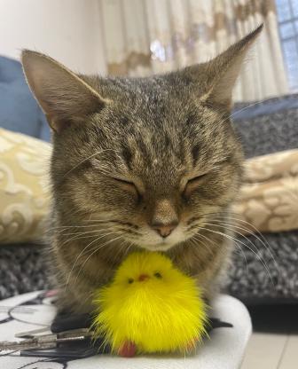 寻一只狸花猫