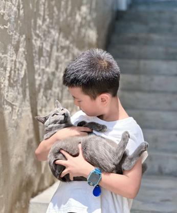 一只被剃了毛的蓝猫