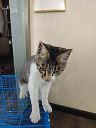 小猫寻主#万达##万源#