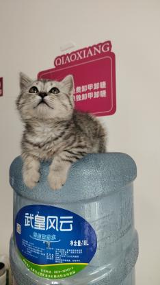 寻猫启事