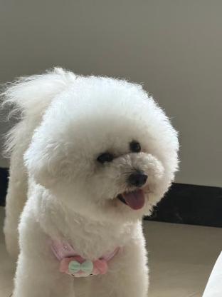 谁的比熊宝贝