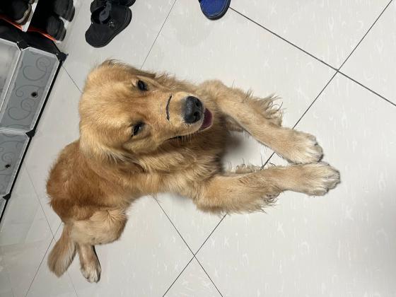 寻找金毛的主人