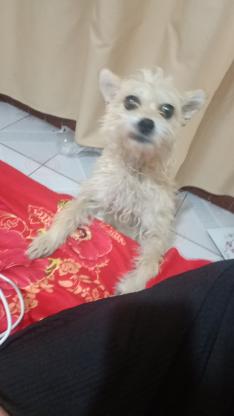 寻狗启事