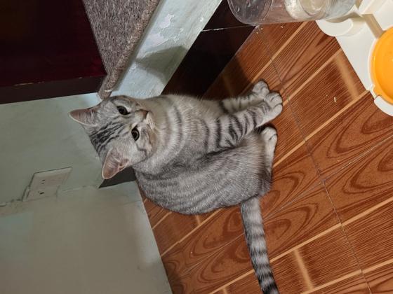 水榭花都附近寻找虎斑猫咪