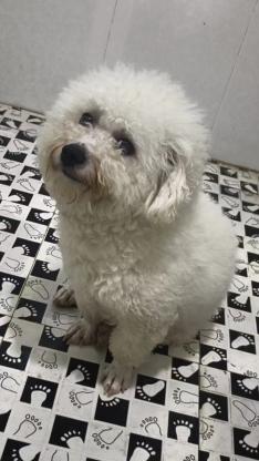 狗狗从雪峰附近走丢了，名字叫来财，看到的亲们麻烦联系我谢谢