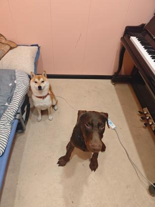 杜宾犬走丢 请求各位帮忙寻找一下