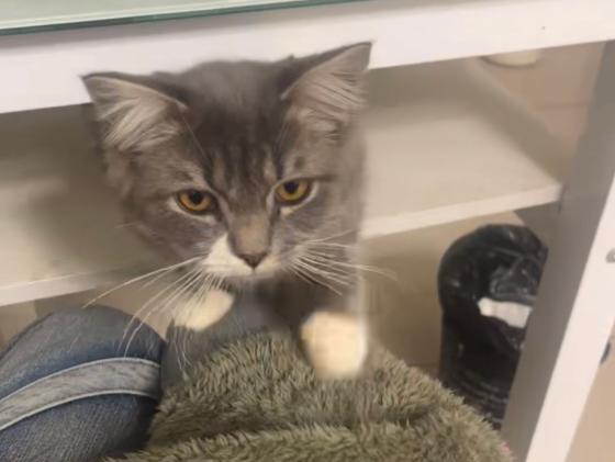 小猫丢失