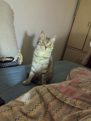 爱宠丢失，求求广大网友共同寻找