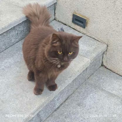 好看的猫咪是谁家的呀