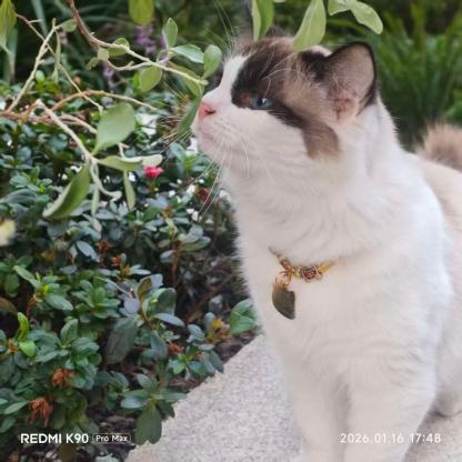 小猫咪谁家的,这么乖