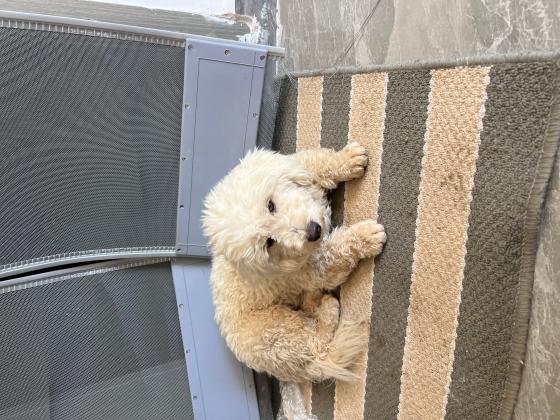 狗狗被人偷了，名叫开心
