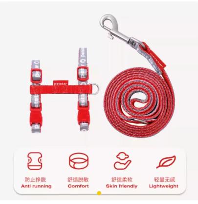 广元老城寻缅因猫