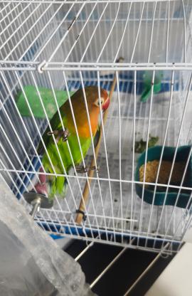 谁家牡丹鹦鹉丢了