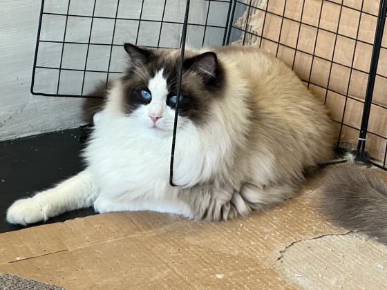 布偶猫丢失