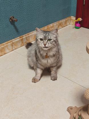 500元寻猫