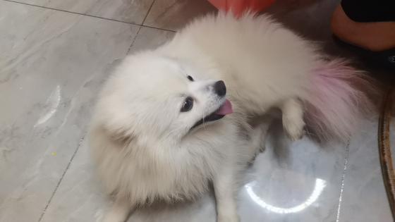 寻狗启事 我家宝贝