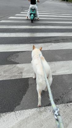 寻狗狗