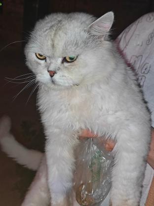 大华广场有没有人丢猫