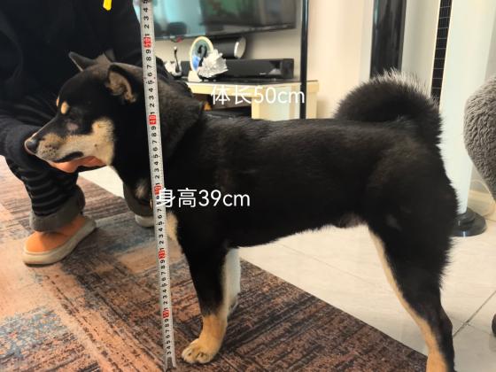 利州区黑柴寻狗启事