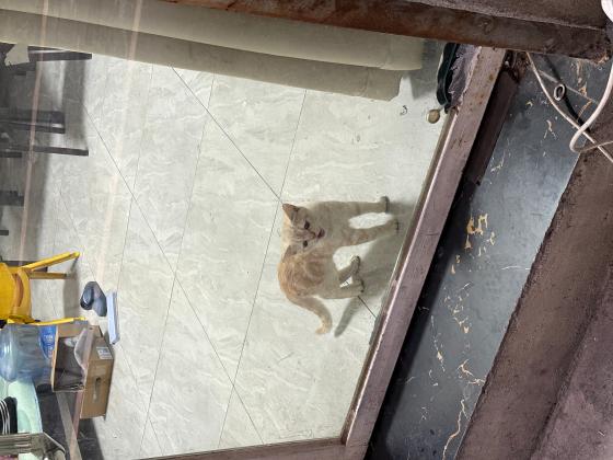 浅橘色橘猫