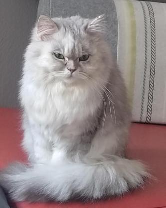 猫咪·英短·money