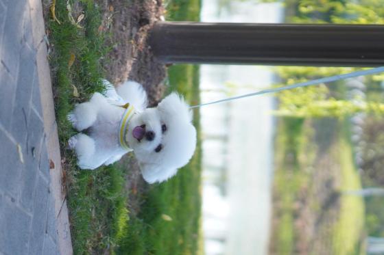 小狗·比熊·豆包