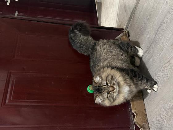猫咪·金虎斑·状元